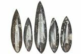 Lot: to Polished Orthoceras Fossils - Pieces #136513-1